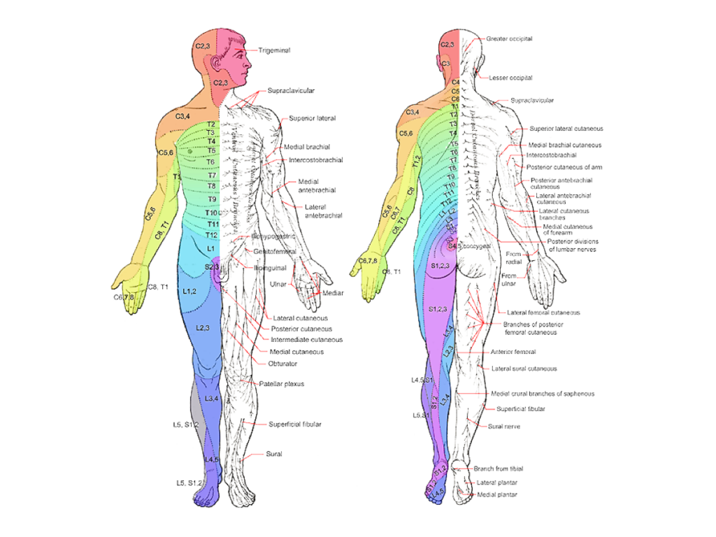 Spine Symptoms Chart